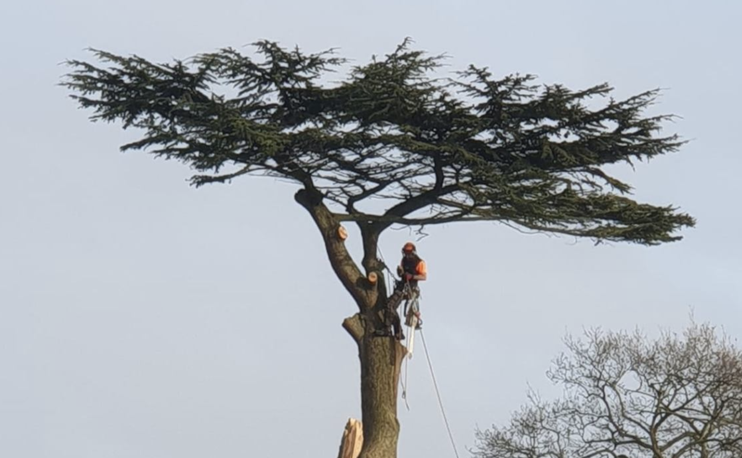 Professional arborist performing precision tree work at height on mature Cedar tree