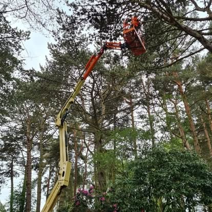 Professional tree surgeon using cherry picker for safe tree pruning and maintenance