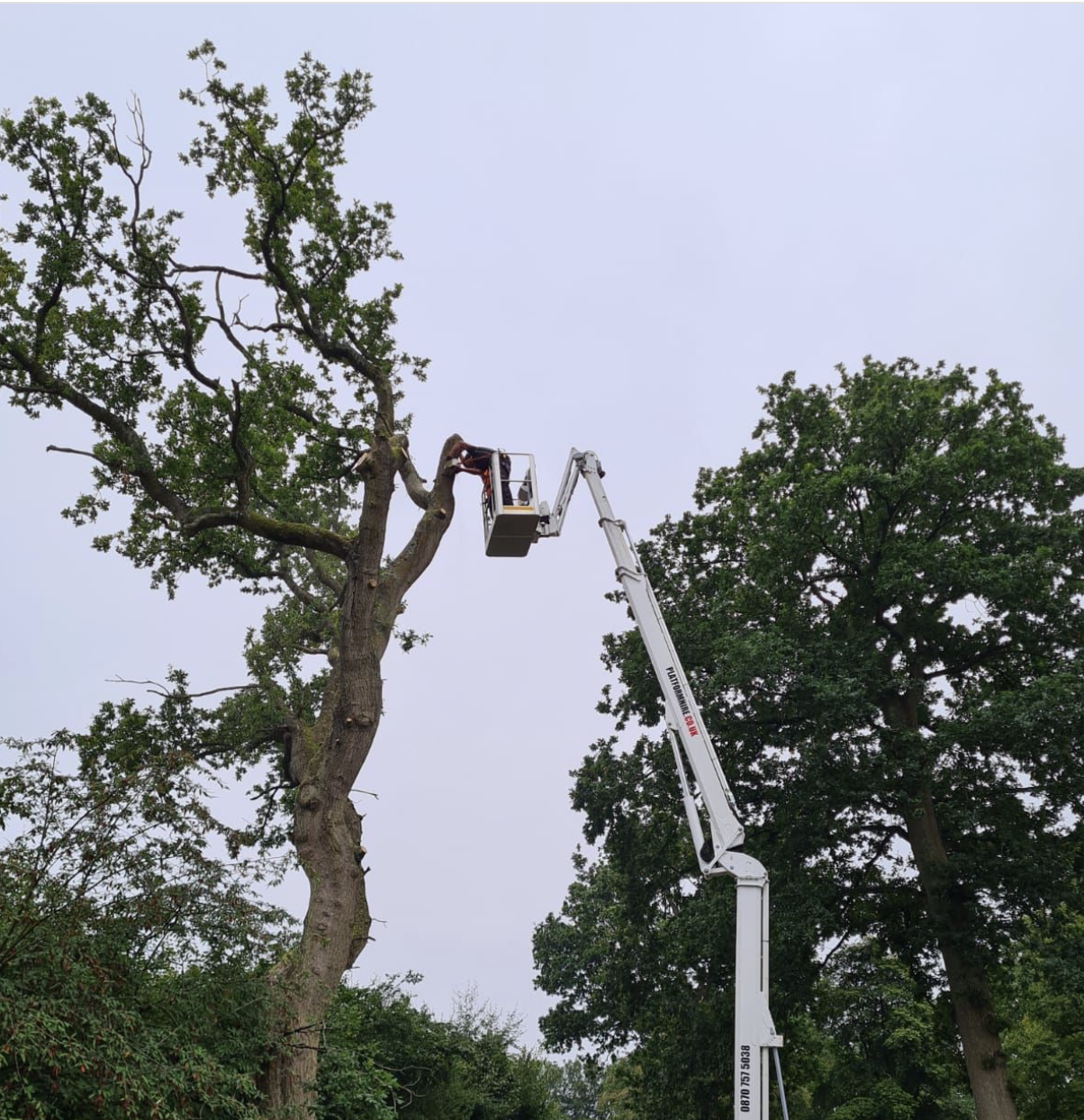 Professional arborist using cherry picker MEWP for high-level tree pruning and maintenance