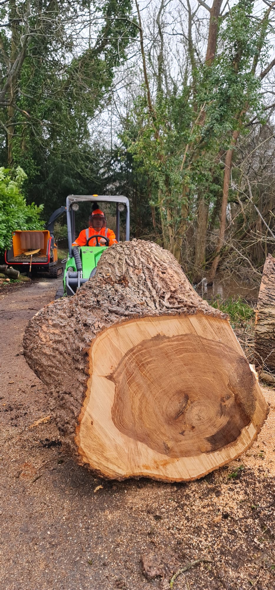 Professional tree stump removal operation with specialized equipment and machinery