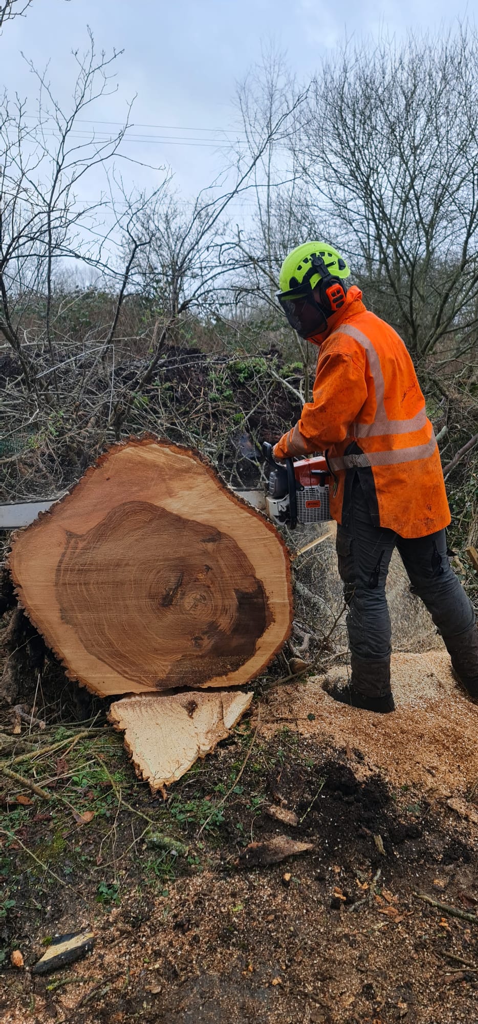 Professional tree surgeon using chainsaw for precise trunk sectioning with proper safety gear